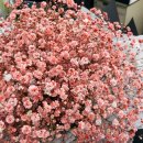 한스앤메이 이미지