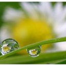 아침이슬 이미지