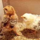 숲속옹달샘도서관 이미지