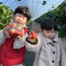 다현농장 | <더드림 물의 정원 딸기체험 농장> 딸기가 맛있는 농장으로~