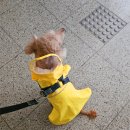 태권아이스쿨 | 비 오는 날 강아지 산책 우비 후기/명동 애견용품 천국 슈퍼펫