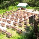 청정 벌꿀 이미지