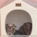 딩굴댕굴 애견호텔 유치원 이미지