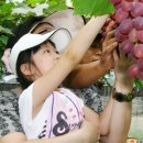 향기포도농원 이미지