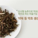 어남약쑥 이미지