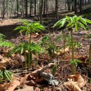 평창중앙로 이미지