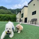 아기애견 이미지