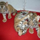 (주)호랑이가게 이미지