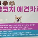 양코치 애견카페 이미지