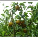 대연수목전시원 이미지