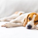 동천 동물병원 이미지