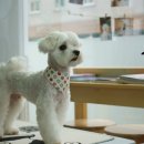 스타애견미용 이미지