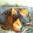 빛의 둥지 이미지