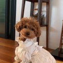 강아지 뷰티 이미지