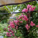 장미정원민박 이미지