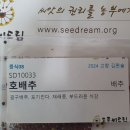 (사)토종씨드림 증식용 호배추 씨앗 모종내기 이미지