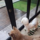 까네지노 이미지