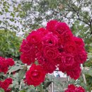 장미태양광발전소 이미지