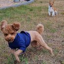 도그비앤비 이미지