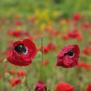 암산길(남후면) 이미지