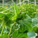 희석농장 이미지