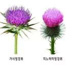 엉겅퀴 이미지