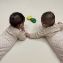 북정지 | 터미타임 장난감 비교 후기 [구스파파/꼬꼬맘+튤립 사운드북+리틀클라우드 거북이 장난감]