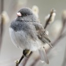A Photo ID Quiz That's Perfect for Beginner Birders(초보자를위한 완벽한 새 신분증 퀴즈) 이미지