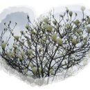 목련어린이집 이미지