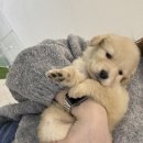 청주강아지분양 애견입양 애견미용 바른펫 이미지