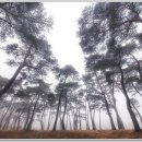 일림수목원 이미지