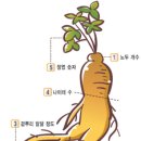 금산수삼센터41호