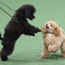 show dog 이미지