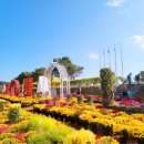 장성황룡강노란꽃잔치 축제장2 이미지