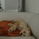 헬로우버디 분당점 이미지