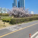 서울에도 벚꽃과 개나리가 활짝 피었어요!! 이미지