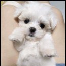 멍앤냥 강아지고양이 안양점 이미지