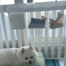 모모그루밍 이미지