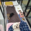 냥이를 사랑하는 멍멍이 이미지