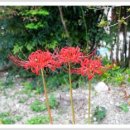 사화로-2 이미지