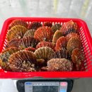통영 비단가리비 1kg 25미 내외 7,700원 배송비 4,000원 10kg까지 합포장 가능 / 주문마감 오후 3시까지 이미지