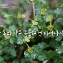 365일 들풀묵상 101 / 산괭이눈(4월 10일) 이미지