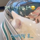 내포동물의료센터 네이버블로그