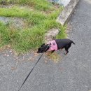 담빛시네콘서트 이미지