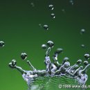 강아지왈츠 이미지