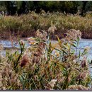 봉암동110 이미지