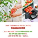 [고향사랑기부제] 연말정산 10만원 혜택 + 논산 설향 딸기 답례품 후기