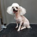 더 뷰티 독 이미지