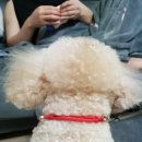 또리 펫 푸드 | 잇츠온펫츠 강아지 간식과 삑삑이토이 만족