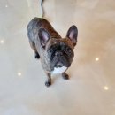 댕글벙글 이미지